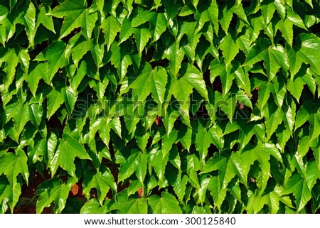 Ivy ordinary (Hedera helix) on the wall of the Cathedral of Koenigsberg