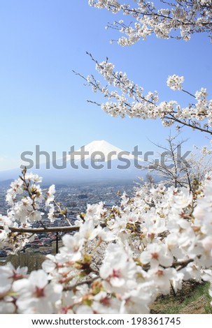 Fuji mountain and cherry blossom