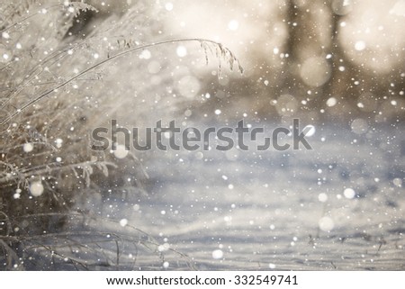 Snowfall in the field. Bush Grass covered with ice crystals. The snow glistens on the blade of grass. Close-up. Winter background. Copy space.