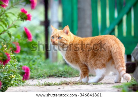 Red cat walks on the farm. Bright background, adult cat. Copy space.