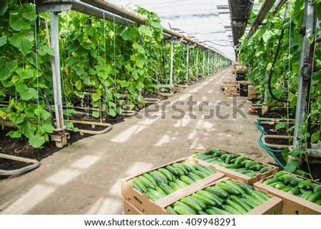 greenhouse cucumbers industry