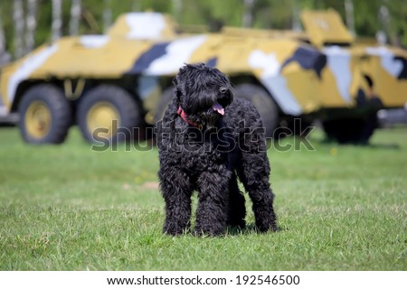 Black Russian Terrier (BRT or Stalin\'s dog), and war machine BTR