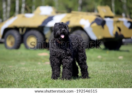 Black Russian Terrier (BRT or Stalin's dog), and war machine BTR
