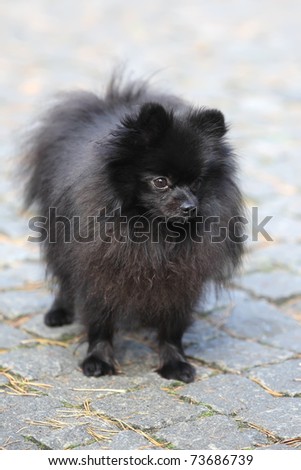 A beautiful red little Pomeranian spitz dog from front with cute expression in the face