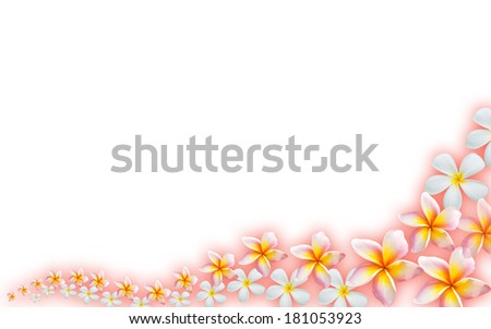 Frangipani flowers isolated white background - border design