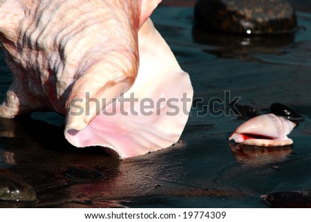 Pink and white conch shell on sand with ocean wave