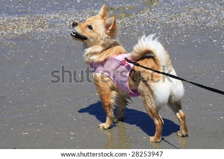 Small dog enjoying playful time on beach