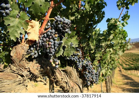Cabernet Sauvignon grapes on the winery in California