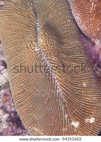 A closeup of live Fungia, or plate coral. Fungia corals are free-living corals that consist of one large polyp and usually a single mouth.