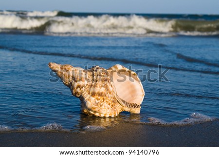 Marine Gastropods