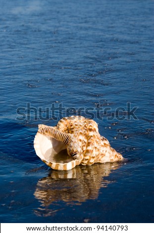 Marine Gastropods