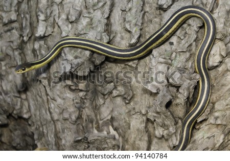 The Common Garter Snake (Thamnophis sirtalis) on tree trunk. Garter Snake  is a non-venomous snake indigenous to North America.
