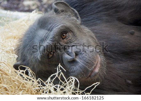 Close-up portrait of a young Chimpanzee