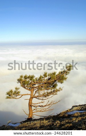 Isolated pine above the clouds on the top of Crimean mountains