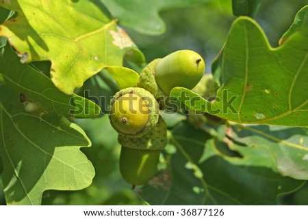 Close-up acorns on the oak-tree