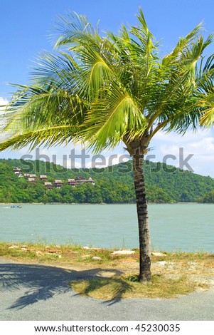 Tropical landscape with palm-tree. Langkawi island, Malaysia