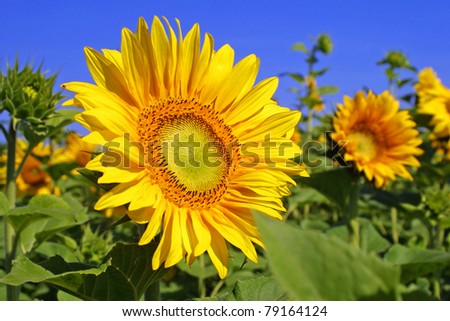 Beautiful yellow sunflowers on a field with blue sky background
