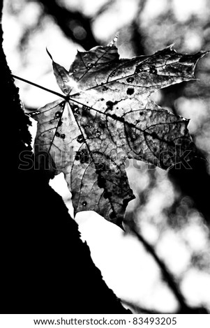 One yellow maple leaf on a tree (infra-red filter)