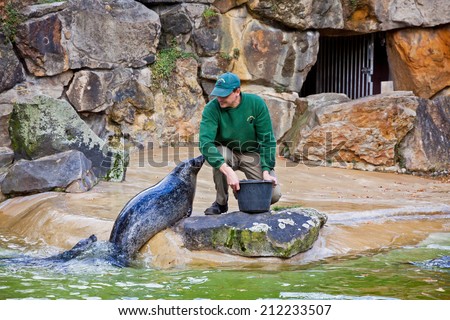 BERLIN, GERMANY - NOVEMBER 9, 2013: Fur seals feeding show at the Berlin Zoo (Zoological garden). It\'s the oldest garden in Germany with most comprehensive collection of species in the world