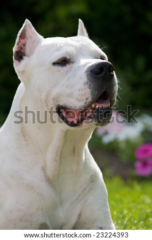 dogo argentino breeders in california. Dogo Argentino Puppies For Sale. stock photo : Argentinian Dog