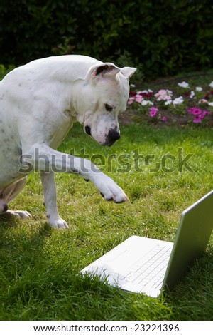 Argentinian Pit Bull dog with computer