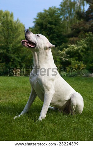 The Power Within ~Open~ Stock-photo-profile-of-a-pure-white-argentinian-pit-bull-dog-23224399