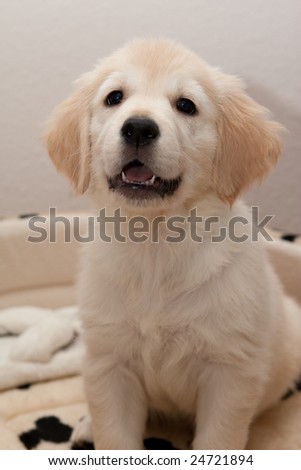 Close shot of a Golden Retriever puppy in a spotted dog bed.