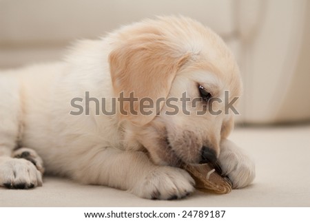 golden retriever puppy cute. stock photo : A cute golden