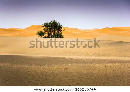 Palms On The Desert, Merzouga, Morocco