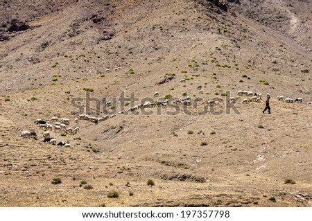 shepherd goats - Morocco - Atlas Chain. Pass Tizi n\'Tichka over 2000 m.
