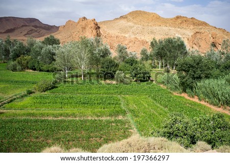 Boumalne Dades,  Morocco, Africa,  North Africa,  scenery fields green irrigation agriculture desert Gorges du Dades