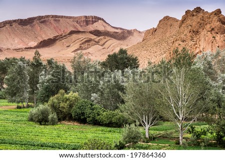 Boumalne Dades,  Morocco, Africa,  North Africa,  scenery fields green irrigation agriculture desert Gorges du Dades