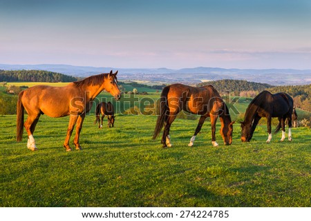 Spring landscape with horse at pasturage under blue sky, Czech republic, Central Europe.