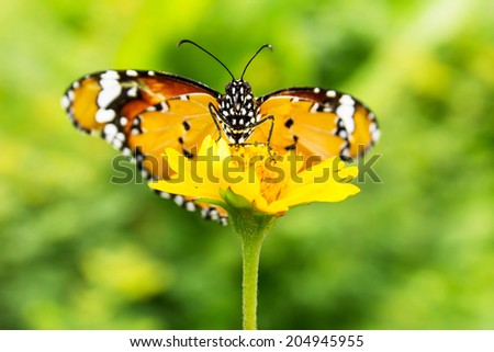 Monarch butterfly seeking nectar on a flower on white background