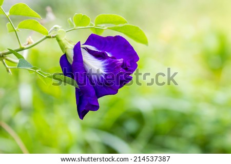 Clitoria ternatea or Aparajita flower of Indian subcontinent