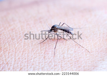mosquito sitting on human skin