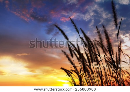silhouette grass flower at sunset time