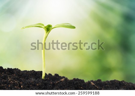 Young plant growing in sunshine