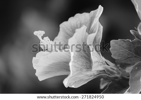 Hibiscus flower black and white