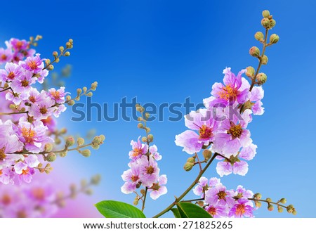 Lagerstroemia speciosa, Pride of India, Queen\'s flower on blue sky.