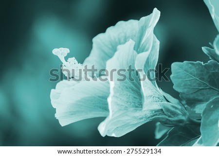 Hibiscus flower blue filter
