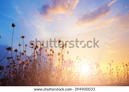 blurred meadow at sunset