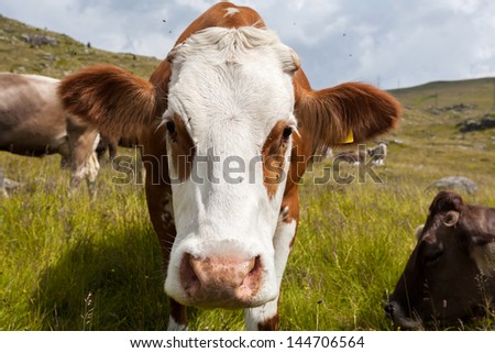 view of the face of a highland cow