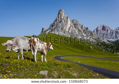 The road to the pass Giau and cows in the pasture.