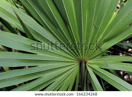Cabbage Palm closeup in Florida