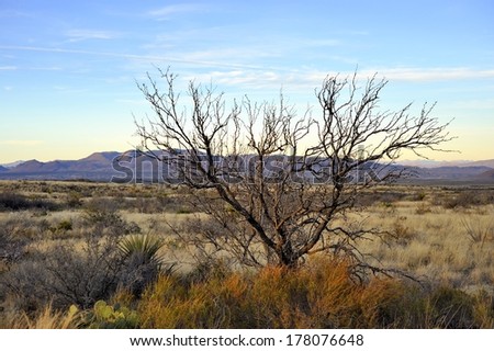 Tree in desert with mountain landscape - Big Bend National Park