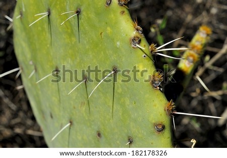 Prickly Pear Cactus leaf closeup - Big Bend National Park