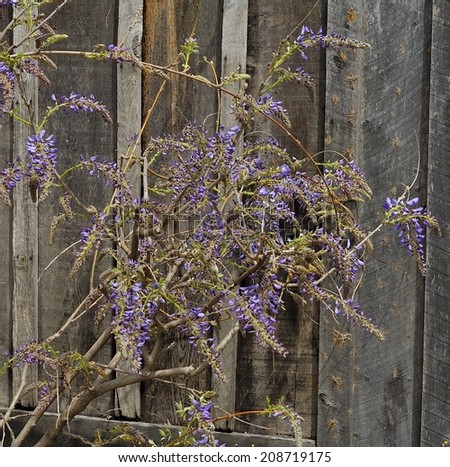 Purple lilac flowers and vine against an old wooden barn wall made of faded wood