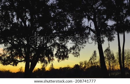 Florida sunrise in the early morning with clear skies and tree silhouette in the foreground