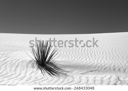 Lone plant in Gypsum - Black and White - Dry cactus plant in the white sand or gypsum at White Sands National Monument in New Mexico